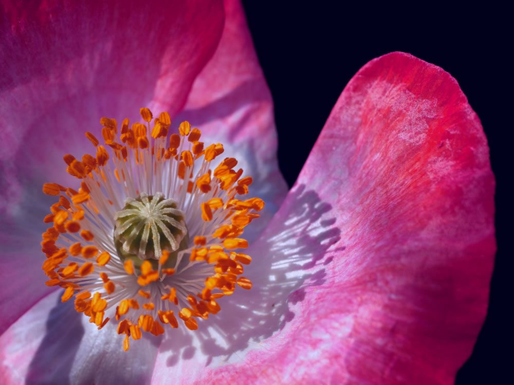 pollinating home poem