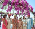 Ajay Gupta's son wedding