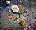Indian Art Week ~ An Evening With Artists