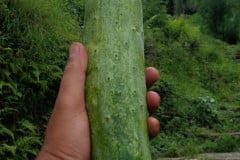 سوراو07