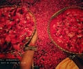 Sephi Bergerson iPhone 6s Plus wedding album
