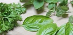 Guide to Popular Herbs
