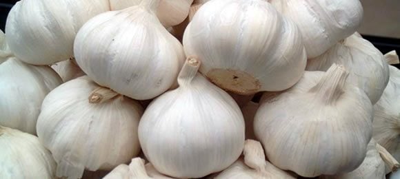 Garlic
