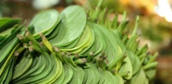 Betel Leaf to face Ban in UK