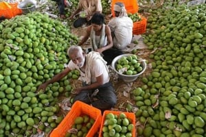 Mango industry India