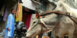Beef Banned in Indian State of Maharashtra
