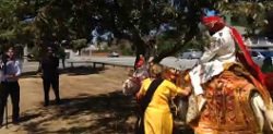 Punjabi Groom thrown from Horse on Marijuana