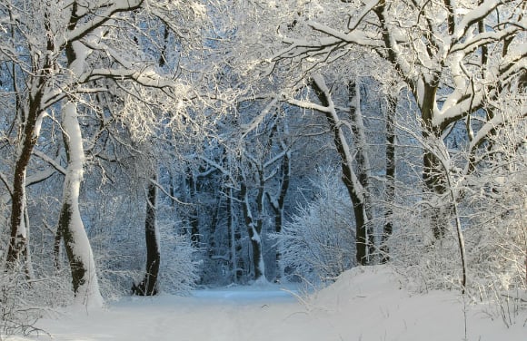 5 Poems About Winter