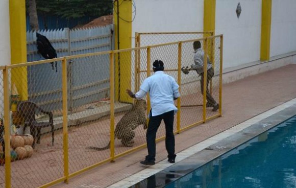 Leopard injures Six Men in India