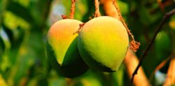 How to tell a Mango is Ripe without Tasting it