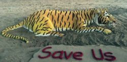 Sudarsan Pattnaik creates Sand Art for World Tiger Day