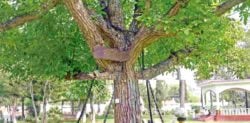 Arrested Tree by British in Pakistan still in Chains