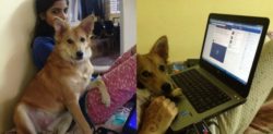 Indian Woman refuses to Marry Man who Dislikes Dogs