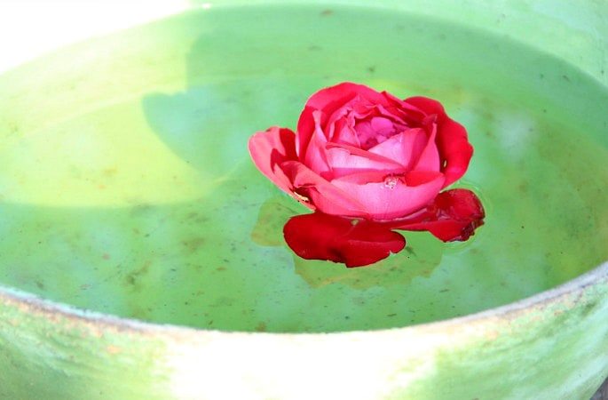 Rose WATER