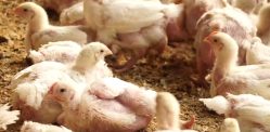 How Indias Chickens pumped with Strong Antibiotics affects Us f