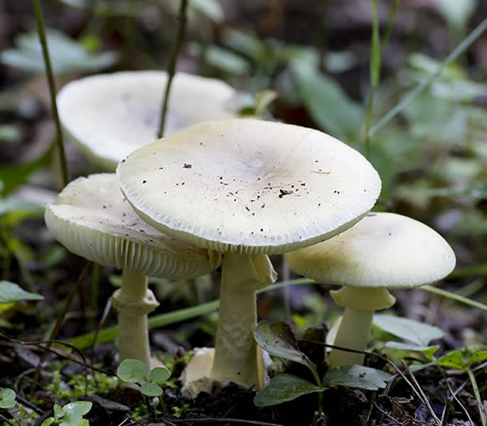 10 Most Dangerous Foods in the World - Death Cap Mushrooms