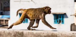 Indian Woman dies after being attacked by Monkeys
