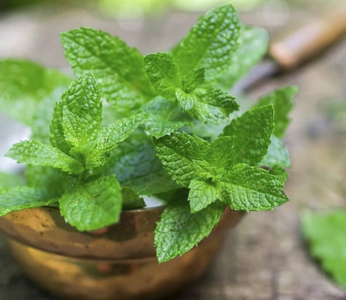 7 Desi Remedies for help with Gastritis and Digestion Problems - pudina mint