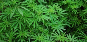 Telesales Worker sentenced for £30k Cannabis found in Home f