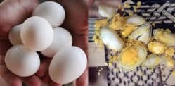 Crackdown on Plastic Eggs being Sold in Pakistan