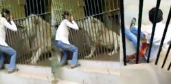 Lion severely attacks Karachi Zookeeper in Pakistan