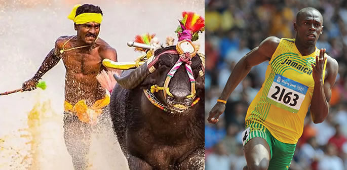 Indian Buffalo Racer runs Faster than Usain Bolt f