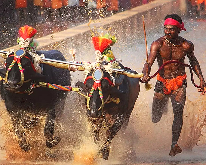 Indian Buffalo Racer runs Faster than Usain Bolt