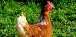 Indian Uncle killed by Nephews for Eating their Pet Chicken