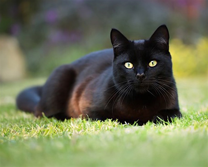 10 Popular Pakistani Superstitions - cat