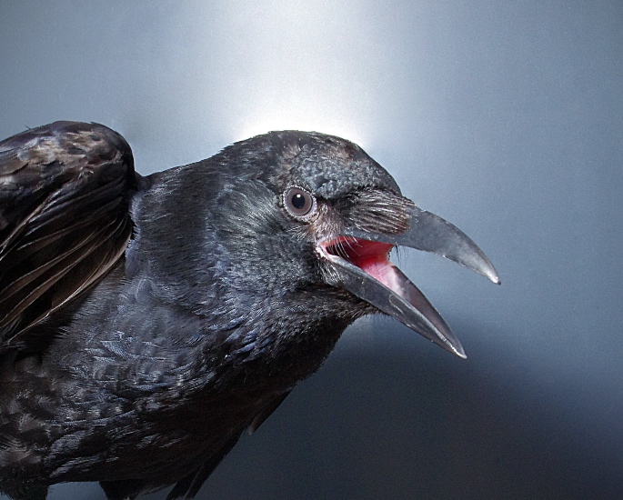10 Popular Pakistani Superstitions - crow