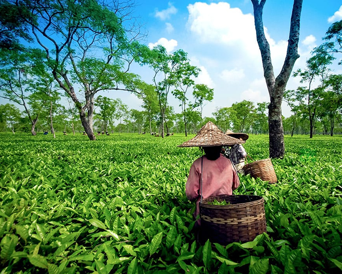 The History of Tea in India - assam