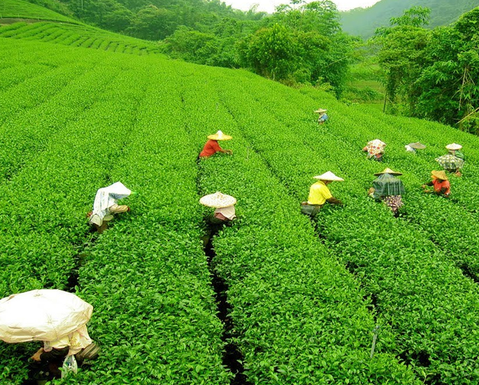 The History of Tea in India - darjeeling