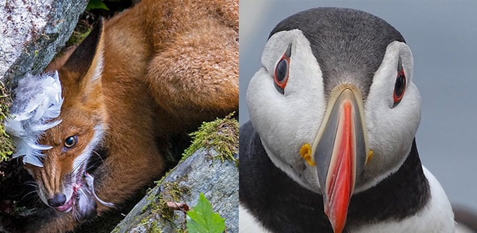 Wildlife Photographer of the Year Competition 2020 f