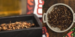 Edible Insects which You Can Buy and Eat f