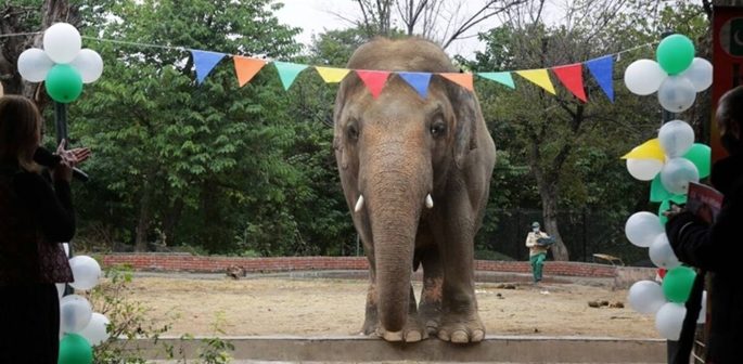 Elephant Kaavan