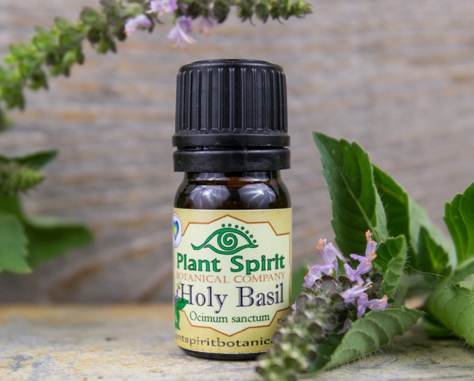 5 Best Indian Essential Oils and their Benefits - holy basil