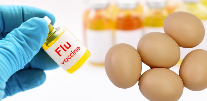 Are NHS Flu Jabs and Vaccines made from Eggs f