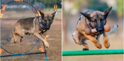 Indian Sniffer Dog awarded ‘Cop of the Month’