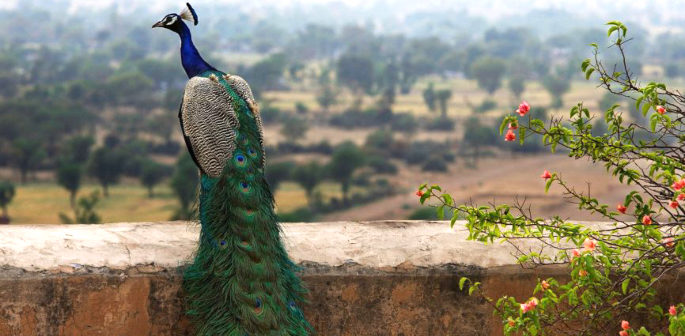 Why is the Peacock India's National Bird? | DESIblitz