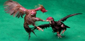 Cockfight Rooster fitted with Blade kills Owner f