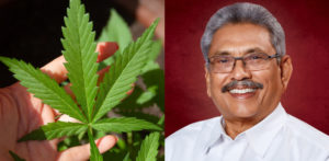 Sri Lanka may Legalise the Use of Cannabis-f (1)