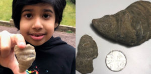 6-year-old Boy finds Millions of Years Old Fossil in Garden f