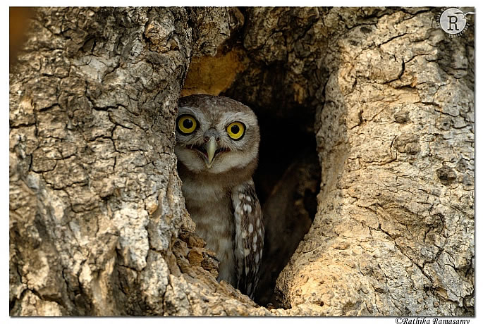 Top 5 Indian Photographers and their Amazing Work - owl