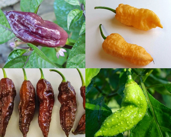 Which is the Hottest Chilli Pepper Found in India_ – Varieties