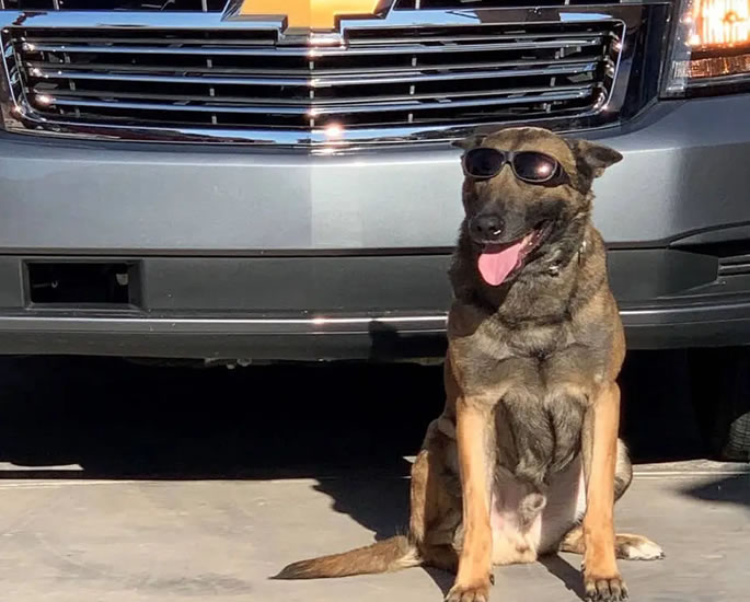 2 Men trafficking $10m Cocaine in USA busted by Police Dog