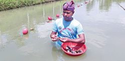 How is Pearl Farming proving Lucrative for Bangladeshis