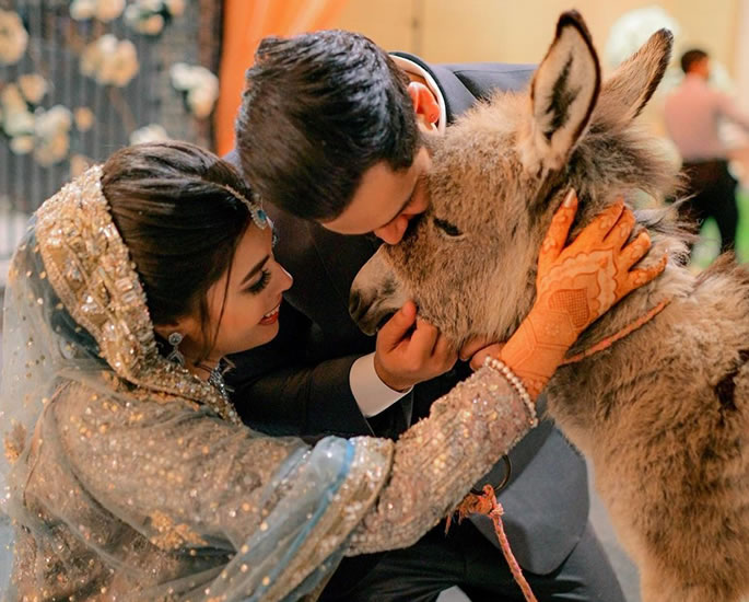 Pakistani YouTuber Gifts a Donkey to Wife for Wedding 2