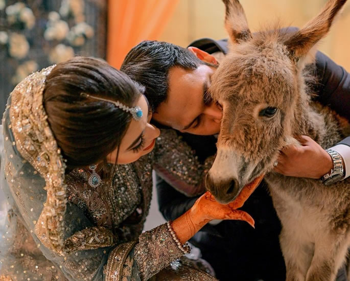 Pakistani YouTuber Gifts a Donkey to Wife for Wedding