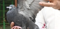 India releases Pigeon suspected of Spying for China f