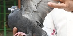 India releases Pigeon suspected of Spying for China